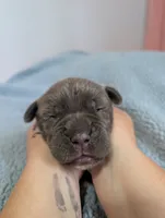 Pink collar, a female Cane Corso for sale in Gay, GA – Photo 1 of 10