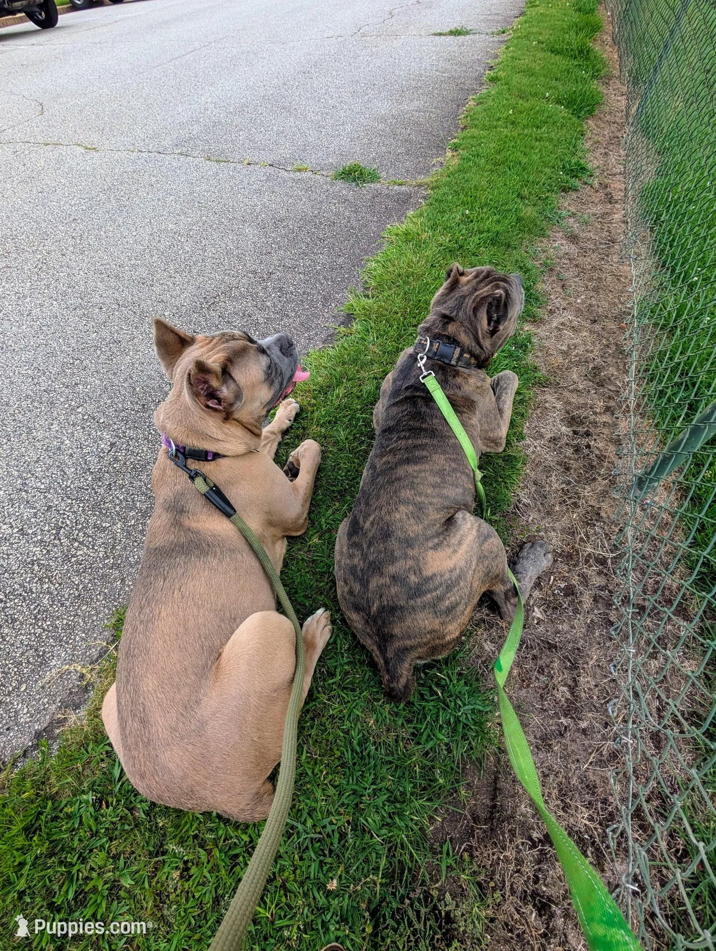 Pink collar, a female Cane Corso for sale in Gay, GA – Photo 10 of 10