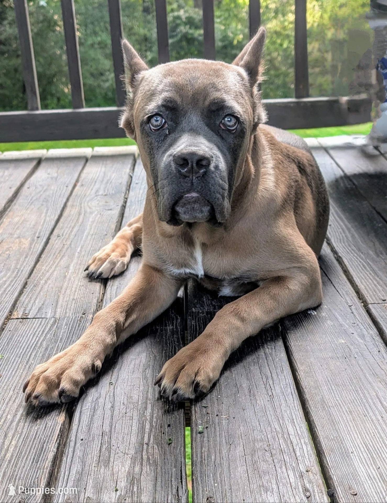 Green Collar , a male Cane Corso for sale in Gay, GA – Photo 6 of 9
