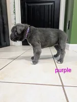 Purple collar , a female Cane Corso for sale in Gay, GA – 3 of 10