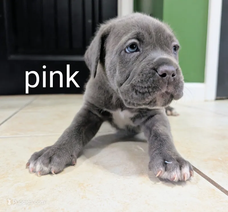 Pink collar – Cane Corso puppy for sale in Gay, GA