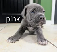 Pink collar, a female Cane Corso for sale in Gay, GA – 1 of 10