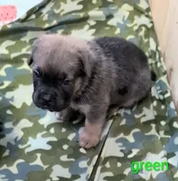 Green Collar , a male Cane Corso for sale in Gay, GA – 3 of 10