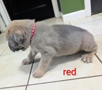Red Collar, a male Cane Corso for sale in Gay, GA – 3 of 10