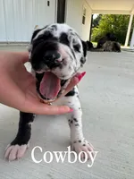 Cowboy, a male Great Dane for sale in Ossian, IN – 2 of 5