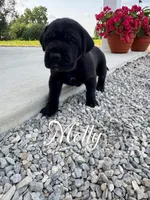 Molly, a female Great Dane for sale in Ossian, IN – 1 of 6