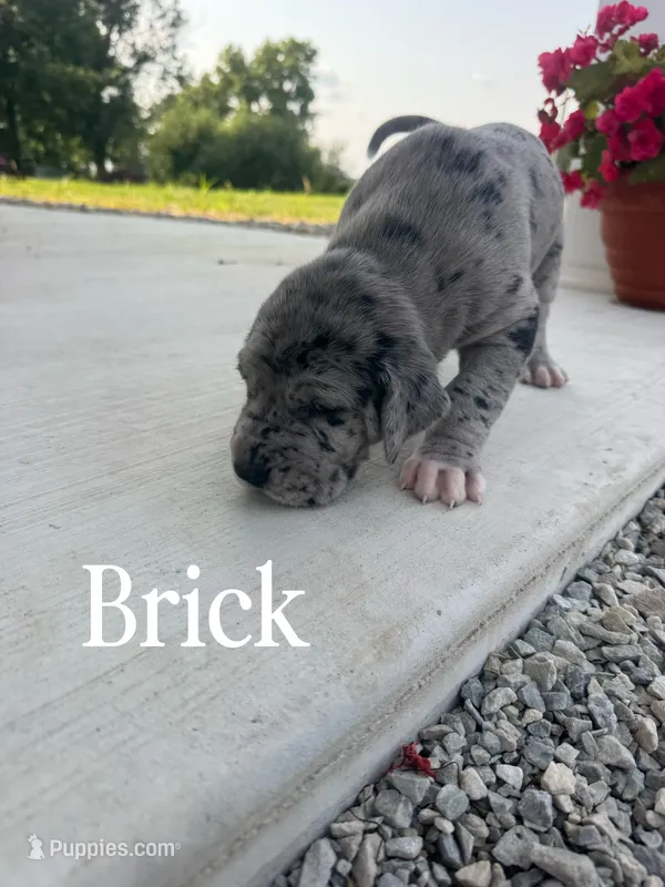 Brick – Great Dane puppy for sale in Ossian, IN