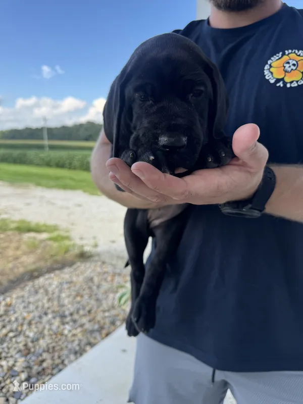 Molly – Great Dane puppy for sale in Ossian, IN
