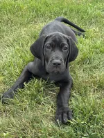 Molly, a female Great Dane for sale in Ossian, IN – 9 of 10