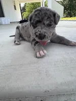 Sage, a female Great Dane for sale in Ossian, IN – 5 of 8
