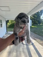 Sage, a female Great Dane for sale in Ossian, IN – 2 of 8