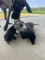 Coco, a female Great Dane for sale in Ossian, IN – 6 of 6