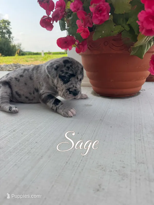 Sage – Great Dane puppy for sale in Ossian, IN