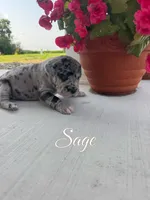 Sage, a female Great Dane for sale in Ossian, IN – 1 of 8