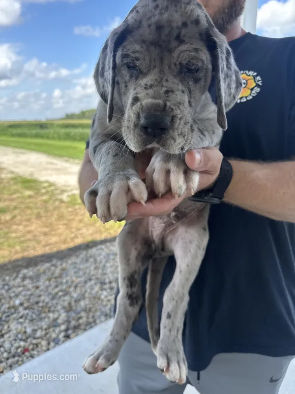 Brick – Great Dane puppy for sale in Ossian, IN