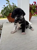 Coco, a female Great Dane for sale in Ossian, IN – 3 of 6