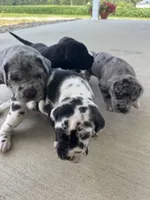 Sage, a female Great Dane for sale in Ossian, IN – 7 of 8