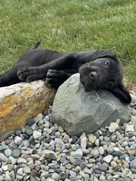 Molly, a female Great Dane for sale in Ossian, IN – 8 of 10