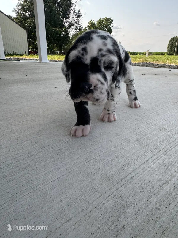 Cowboy – Great Dane puppy for sale in Ossian, IN