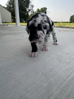 Cowboy, a male Great Dane for sale in Ossian, IN – 1 of 5