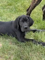 Molly, a female Great Dane for sale in Ossian, IN – 10 of 10