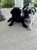 Molly, a female Great Dane for sale in Ossian, IN – 5 of 6
