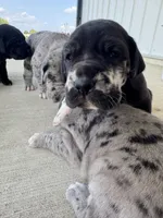 Coco, a female Great Dane for sale in Ossian, IN – 2 of 6