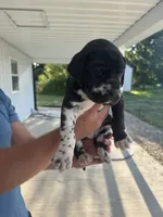 Coco, a female Great Dane for sale in Ossian, IN – 4 of 6