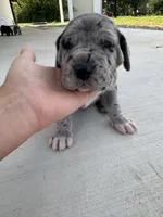 Sage, a female Great Dane for sale in Ossian, IN – 3 of 8