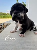 Coco, a female Great Dane for sale in Ossian, IN – 1 of 6
