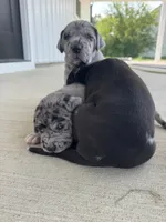 Sage, a female Great Dane for sale in Ossian, IN – 6 of 8