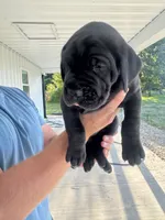 Molly, a female Great Dane for sale in Ossian, IN – 3 of 6