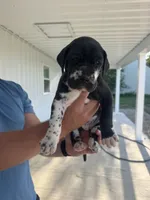 Coco, a female Great Dane for sale in Ossian, IN – 5 of 6