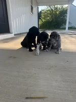 Sage, a female Great Dane for sale in Ossian, IN – 4 of 8