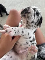 Cowboy, a male Great Dane for sale in Ossian, IN – 3 of 5