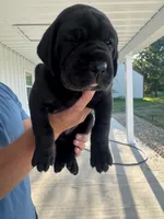 Molly, a female Great Dane for sale in Ossian, IN – 2 of 6