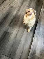 Darling, a female Toy Australian Shepherd for sale in Durham, NC – Photo 2 of 2