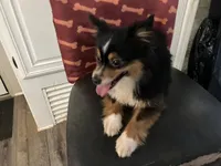 Asher , a male Toy Australian Shepherd for sale in Durham, NC – Photo 2 of 2