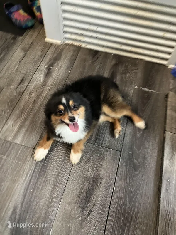 Asher  – Toy Australian Shepherd puppy for sale in Durham, NC