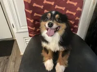 Asher , a male Toy Australian Shepherd for sale in Durham, NC – Photo 1 of 2