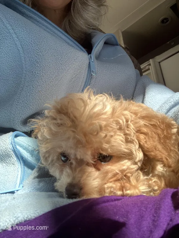 Teacup Maus , a male Poodle - Toy  for sale in Durham, NC – Photo 1 of 1