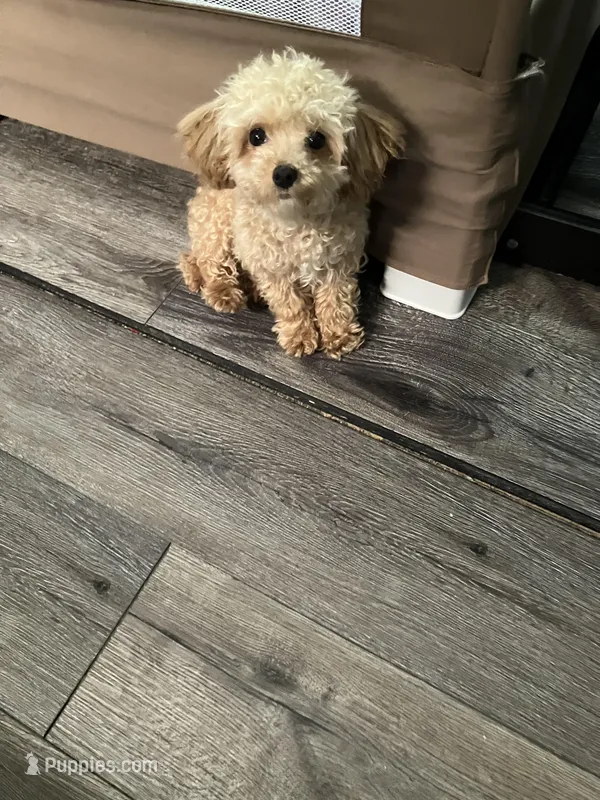 Teacup Maus  – Poodle - Toy  puppy for sale in Durham, NC