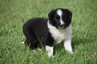 Sadie, a female Border Collie for sale in Bokoshe, OK – 1 of 6
