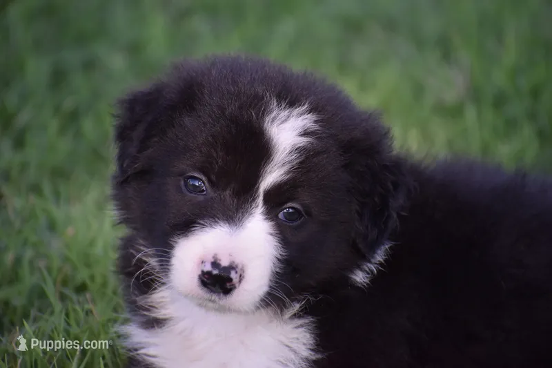 Lucy – Border Collie puppy for sale in Bokoshe, OK