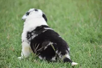 Roo, a male Border Collie for sale in Bokoshe, OK – 9 of 9
