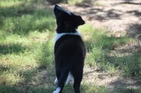 Sadie, a female Border Collie for sale in Bokoshe, OK – 5 of 7