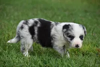 Chet, a male Border Collie for sale in Bokoshe, OK – 3 of 9