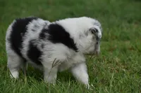 Bo, a male Border Collie for sale in Bokoshe, OK – 8 of 8