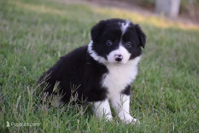 Lilly – Border Collie puppy for sale in Bokoshe, OK