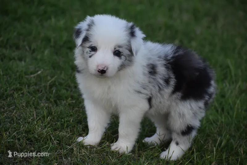 Bo – Border Collie puppy for sale in Bokoshe, OK
